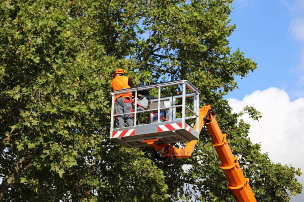 Best Emergency Tree Removal  in Bratenahl, OH